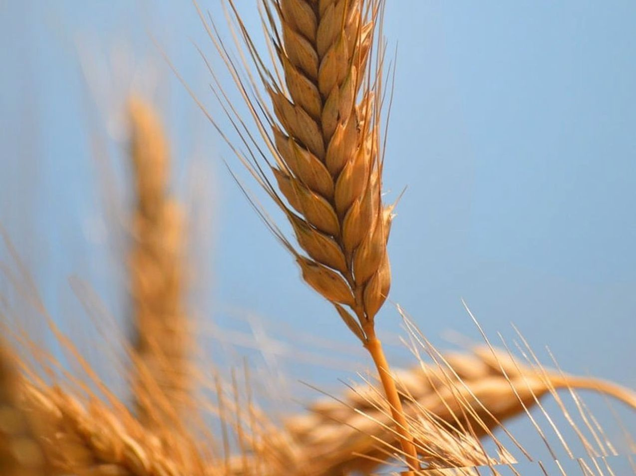 Otlatma alanı